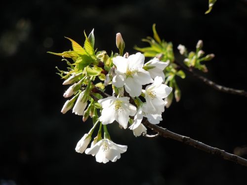 cherry spring flowers spring in japan