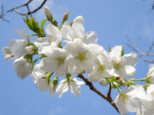 cherry spring flowers spring in japan