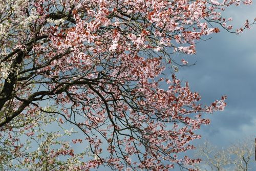 cherry blossom cherry blossom