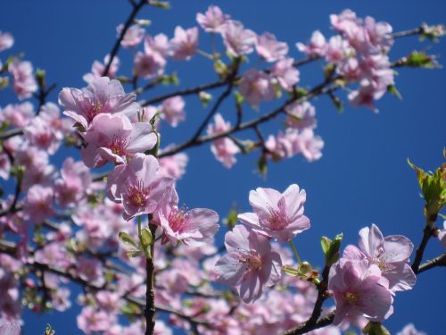 cherry flowers pink