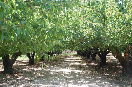 cherry orchard trees