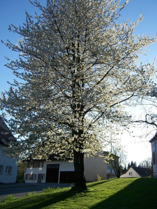 cherry cherry blossoms cherry blossom