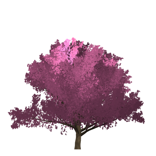 cherry pink tree