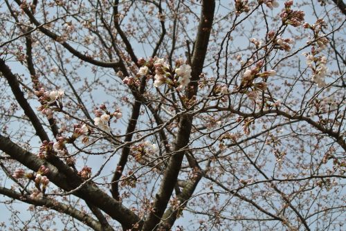 cherry spring flowers