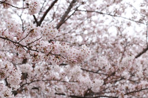 cherry cherry blossoms pink