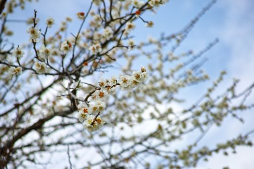 cherry plant japan