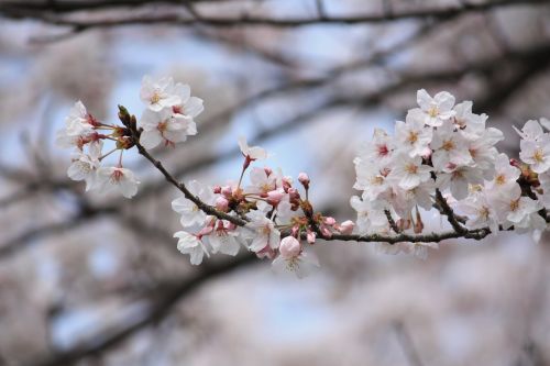 cherry spring japan