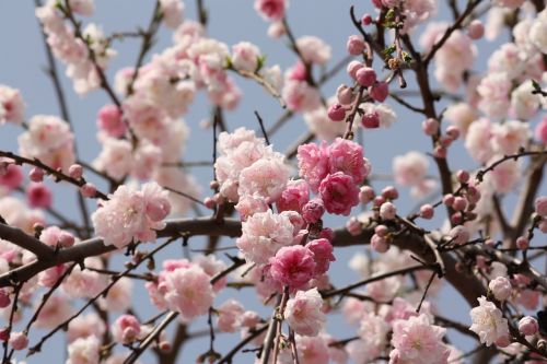 cherry spring japan