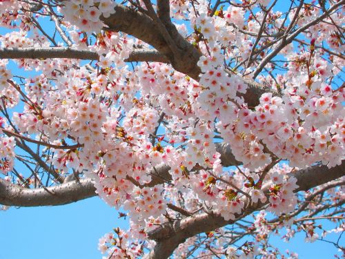 cherry cherry blossoms spring