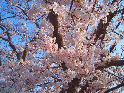 cherry cherry blossoms spring