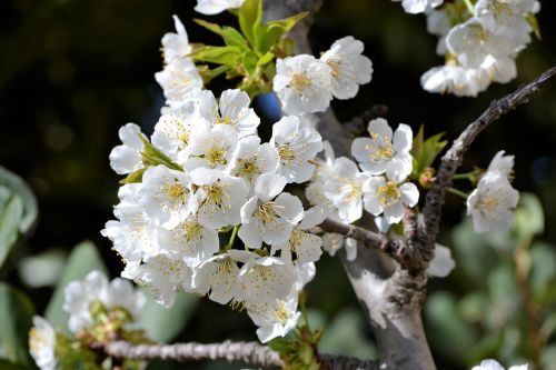 cherry spring flowers