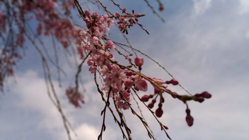 cherry pink flower spring