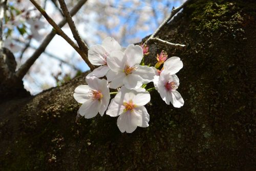 cherry landscape flowers