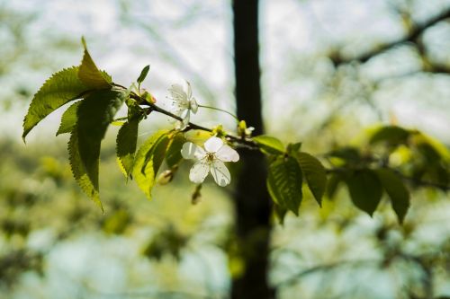 cherry cherry blossom blossom