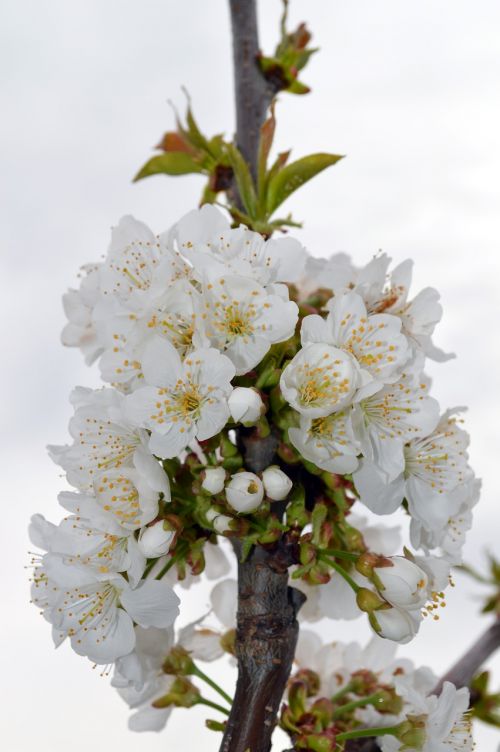 cherry flower spring