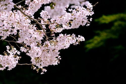 cherry cherry blossoms sakura
