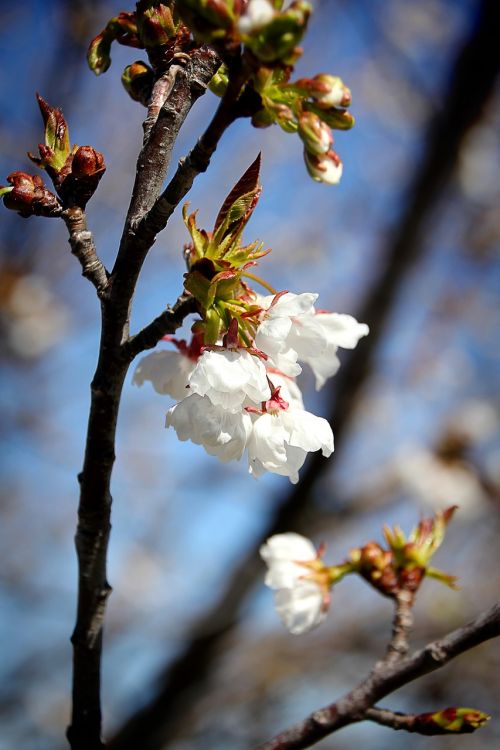 cherry blossom bloom