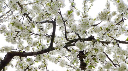 cherry flowers white