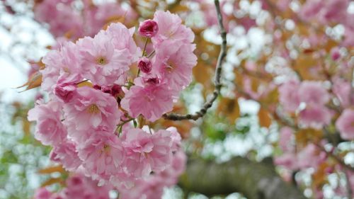 cherry cherry blossom flower umbel