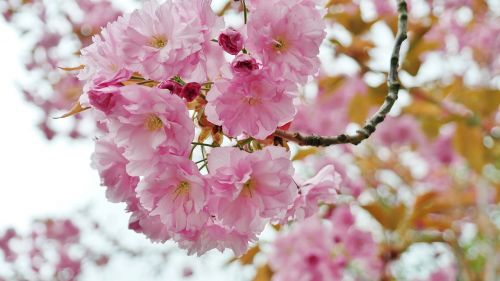 cherry cherry blossom flower umbel