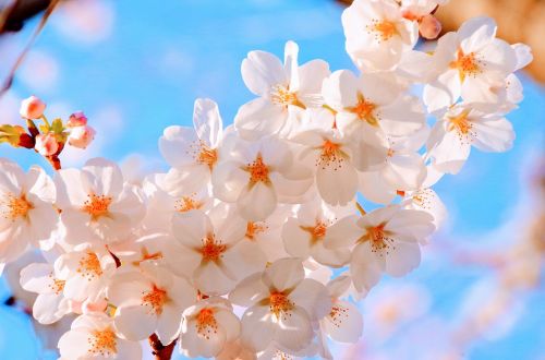 cherry spring japan