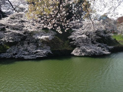 cherry pond spring