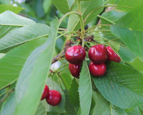cherry branch fruit