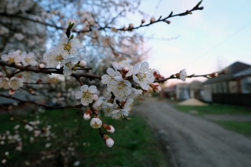 cherry blooms street