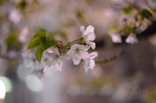 cherry cherry blossoms japan