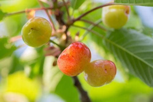 cherry access fruit