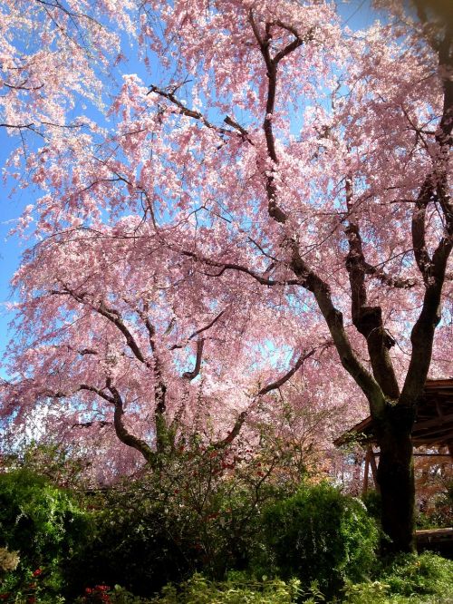 cherry spring cherry blossom viewing