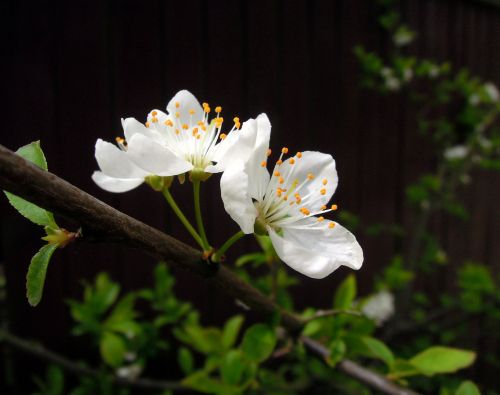 cherry flowers cherry blossoms