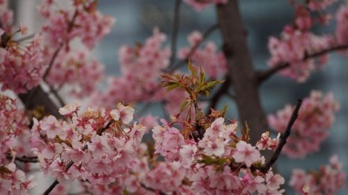 cherry tree japan