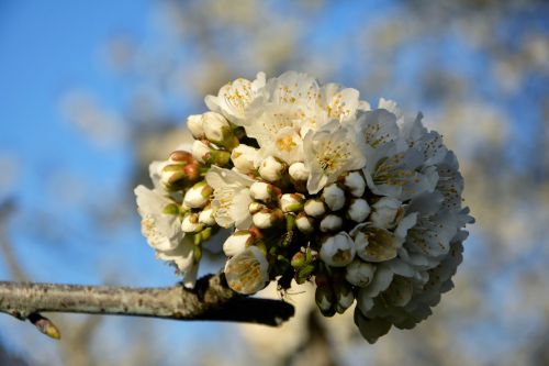 cherry flower sprig