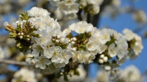 cherry flower sprig