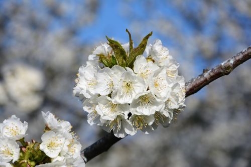 cherry flower sprig