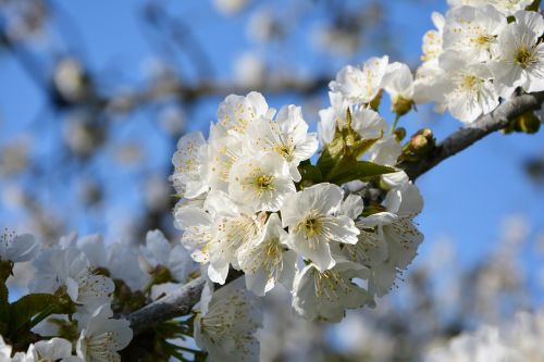 cherry flower sprig