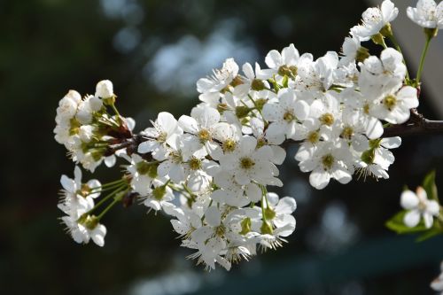 cherry flower sprig