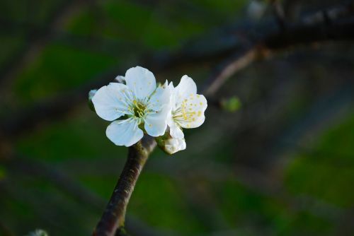 cherry blossom nature