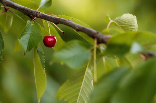 cherry fruit red