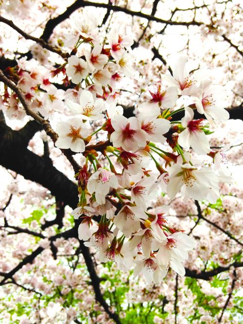 cherry in full bloom spring
