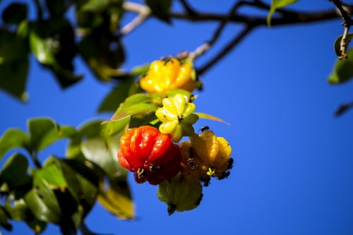 cherry pitangueira orchard