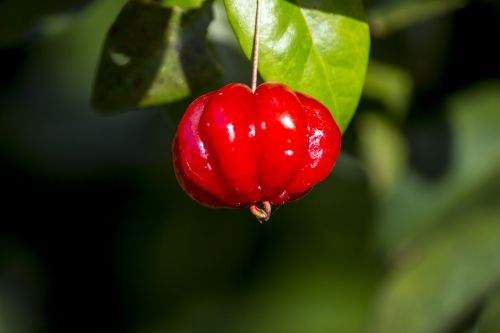 cherry fruit red fruit