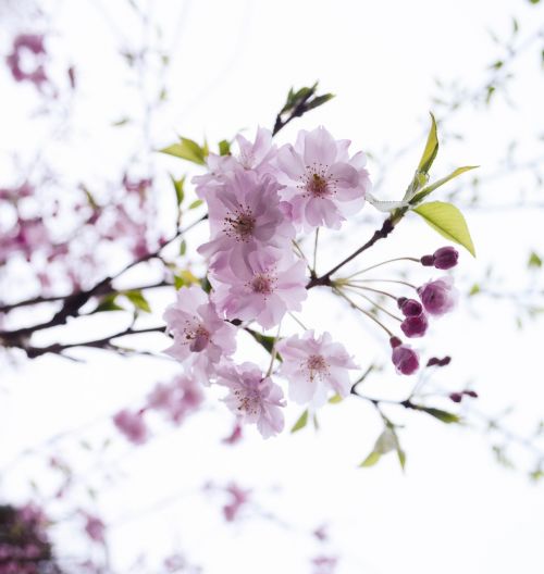 cherry pink flowers