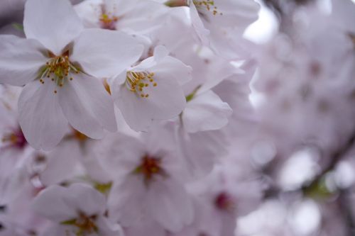 cherry petal spring