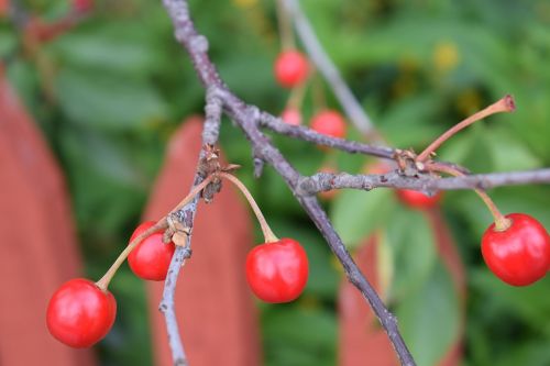 cherry fruit red berries