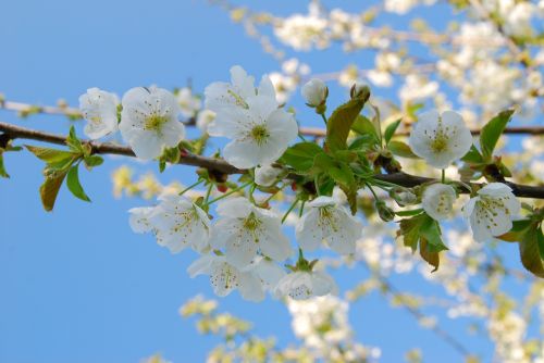 cherry blossom bloom