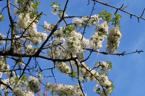 cherry blossom bloom