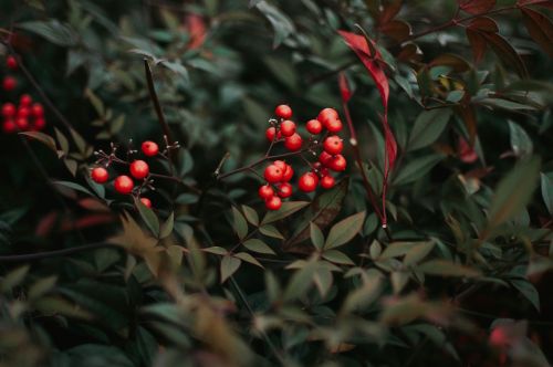 cherry fruit leaves