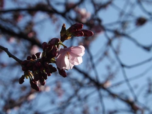cherry blossoms spring